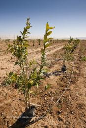 Image du Maroc Professionnelle de  Des fermes de grandes dimensions avec des terres agricoles qui ont profité de l’épierrage, d'un tri et enfin du broyage des roches cela a permis de créer des champs de grandes dimensions que l’on a divisés en zones séparées par des filets dans le but de les protéger contre l'action du vent. Avant de procédé à la plantation des orangers on avait équipé le sol d’un système moderne d'arrosage qui laisse passer l’eau petit à petit, dit "goutte à goutte" dans une nouvelle ferme moderne à Chichaoua, Mardi 27 Février 2007. (Photo / Abdeljalil Bounhar)